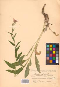 Вечерница сибирская L., Восточная Европа, Нижневолжский район (E9) (Россия)