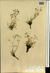 Володушка двустебельная Helm, Монголия (MONG) (Монголия)