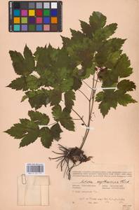 Actaea rubra subsp. rubra, Восточная Европа, Восточный район (E10) (Россия)