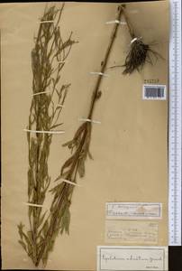 Кипрей четырехгранный L., Средняя Азия и Казахстан, Джунгарский Алатау и Тарбагатай (M5) (Казахстан)