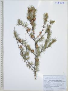 Лиственница даурская (Rupr.) Kuzen., Сибирь, Дальний Восток (S6) (Россия)