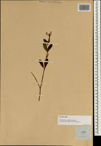 Катарантус розовый (L.) G. Don, Зарубежная Азия (ASIA) (Филиппины)