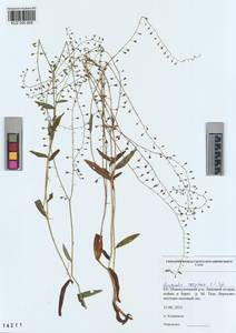 KUZ 005 858, Myosotis laxa subsp. laxa, Сибирь, Алтай и Саяны (S2) (Россия)