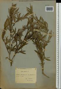 Ива пурпурная, Ива пурпуровая L., Восточная Европа, Восточный район (E10) (Россия)