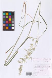 Райграс высокий (L.) P.Beauv. ex J.Presl & C.Presl, Восточная Европа, Северо-Западный район (E2) (Россия)