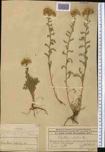 Тысячелистник благородный L., Средняя Азия и Казахстан, Муюнкумы, Прибалхашье и Бетпак-Дала (M9) (Казахстан)