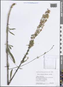 Смолевка волжская (Hornem.) Otth, Восточная Европа, Нижневолжский район (E9) (Россия)