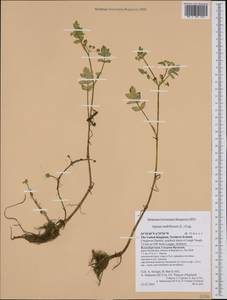 Helosciadium nodiflorum subsp. nodiflorum, Западная Европа (EUR) (Великобритания)