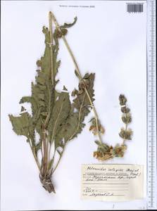 Phlomoides integior (Pazij & Vved.) Adylov, Kamelin & Makhm., Средняя Азия и Казахстан, Западный Тянь-Шань и Каратау (M3) (Киргизия)