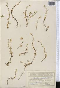 Диходон ясколковый (L.) Rchb., Средняя Азия и Казахстан, Северный и Центральный Тянь-Шань (M4) (Киргизия)