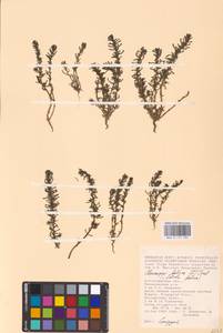 Soda foliosa (L.) Akhani, Восточная Европа, Нижневолжский район (E9) (Россия)