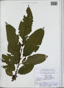 Atadinus imeretinus (Booth, Petz. & G. Kirchn.) Hauenschild, Кавказ, Южная Осетия (K4b) (Южная Осетия)