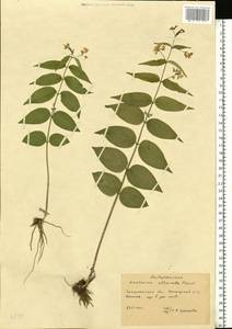 Ластовень ласточкин Medik., Восточная Европа, Западно-Украинский район (E13) (Украина)