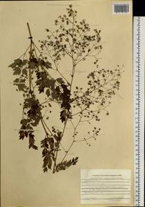 Василисник растопыренный Stephan ex Willd., Сибирь, Дальний Восток (S6) (Россия)