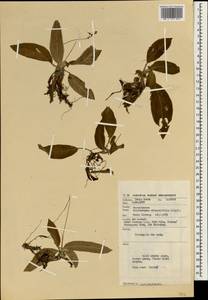 Codonoboea alternifolia (C. B. Clarke) A. Weber, Зарубежная Азия (ASIA) (Малайзия)