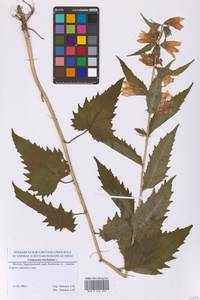 Колокольчик крапиволистный L., Восточная Европа, Московская область и Москва (E4a) (Россия)