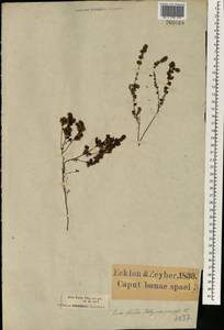 Erica bergiana var. parviflora (Klotzsch) Dulfer, Африка (AFR) (ЮАР)
