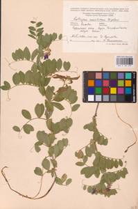 Lathyrus japonicus var. maritimus (L.) J.T.Kartesz & Gandhi, Восточная Европа, Литва (E2a) (Литва)