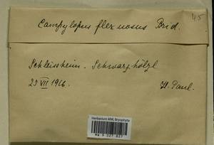 Campylopus flexuosus (Hedw.) Brid., Гербарий мохообразных, Мхи - Западная Европа (BEu)