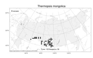 Thermopsis mongolica, Термопсис монгольский Czefr., Атлас флоры России (FLORUS) (Россия)