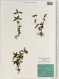 Oldenlandia, Зарубежная Азия (ASIA) (Индия)