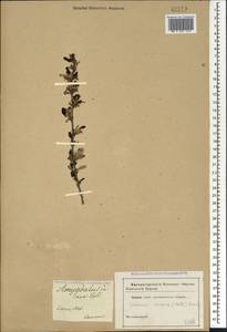 Prunus incana (Pall.) Steven, Кавказ (без точных местонахождений) (K0)