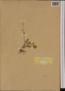 Ranunculus monspeliacus L., Западная Европа (EUR) (Греция)
