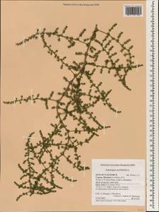 Asparagus acutifolius L., Зарубежная Азия (ASIA) (Кипр)