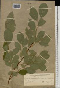 Ива козья L., Восточная Европа, Нижневолжский район (E9) (Россия)