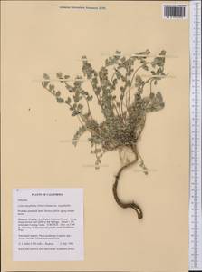 Syrmatium argophyllum (A.Gray)Greene, Америка (AMER) (США)