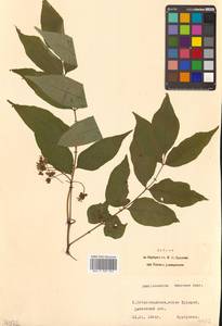 Бархат амурский Rupr., Сибирь, Дальний Восток (S6) (Россия)