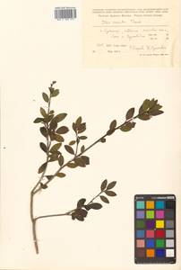 Падуб городчатый Thunb., Сибирь, Дальний Восток (S6) (Россия)