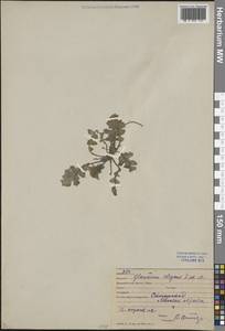 Мачок изящный Fisch. & C.A.Mey., Средняя Азия и Казахстан, Памир и Памиро-Алай (M2) (Узбекистан)