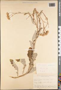 Jacobaea sandrasica (P. H. Davis) B. Nord. & Greuter, Зарубежная Азия (ASIA) (Турция)