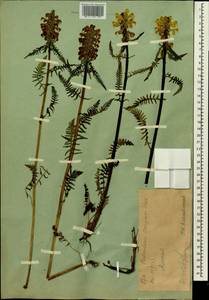 Мытник плотный Stephan ex Willd., Сибирь, Западный (Казахстанский) Алтай (S2a) (Казахстан)