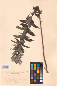 MHA 0 158 358, Мята длиннолистная (L.) L., Восточная Европа, Южно-Украинский район (E12) (Украина)