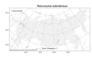 Ranunculus subindivisus (Markl.) Ericsson, Атлас флоры России (FLORUS) (Россия)