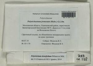 Polytrichum densifolium Wilson ex Mitt., Гербарий мохообразных, Мхи - Москва и Московская область (B6a) (Россия)