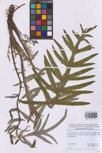 Lophiolepis decussata (Janka) Del Guacchio, Bureš, Iamonico & P.Caputo, Восточная Европа, Московская область и Москва (E4a) (Россия)