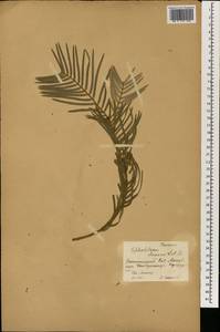 Головчатотисс Харрингтона (Knight ex J.Forbes) K.Koch, Ботанические сады и дендрарии (GARD) (Россия)