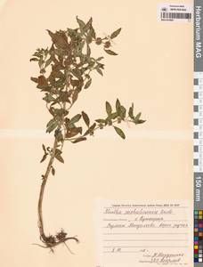 Mentha arvensis var. piperascens Malinv. ex Holmes, Сибирь, Дальний Восток (S6) (Россия)