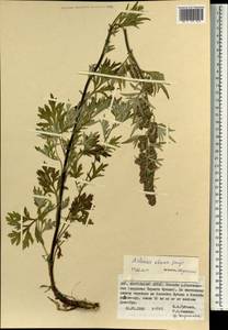 Полынь монгольская (Fisch. ex Besser) Nakai, Монголия (MONG) (Монголия)