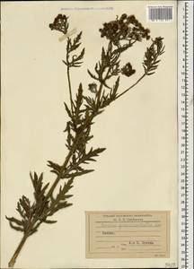 Jacobaea erucifolia subsp. grandidentata (Ledeb.) V. V. Fateryga & Fateryga, Кавказ (без точных местонахождений) (K0)