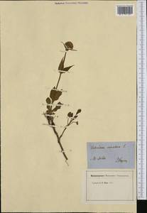 Valeriana montana L., Западная Европа (EUR) (Франция)