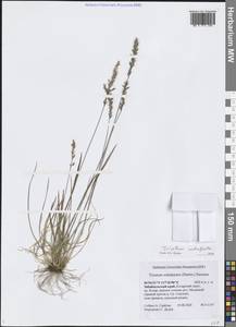 Koeleria subalpestris (Hartm.) Barberá, Quintanar, Soreng & P.M.Peterson, Сибирь, Прибайкалье и Забайкалье (S4) (Россия)