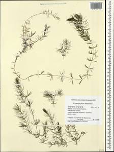 Роголистник погруженный L., Крым (KRYM) (Россия)