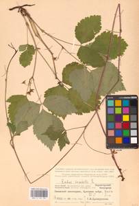 Костяника каменистая L., Восточная Европа, Северный район (E1) (Россия)