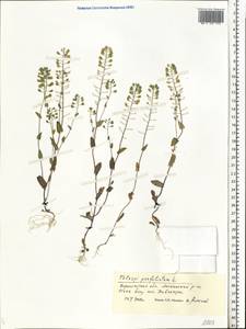 Noccaea perfoliata (L.) Al-Shehbaz, Восточная Европа, Центральный лесостепной район (E6) (Россия)