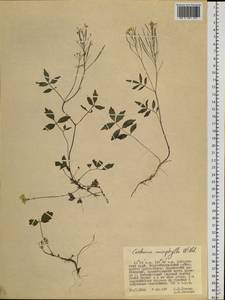 Сердечник крупнолистный Willd., Сибирь, Дальний Восток (S6) (Россия)