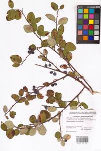 Кизильник рыхлоцветковый (J.Jacq.) Lindl., Восточная Европа, Восточный район (E10) (Россия)